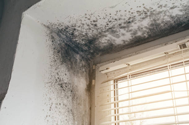 Affordable Mold Cleanup solutions in Derwood, MD